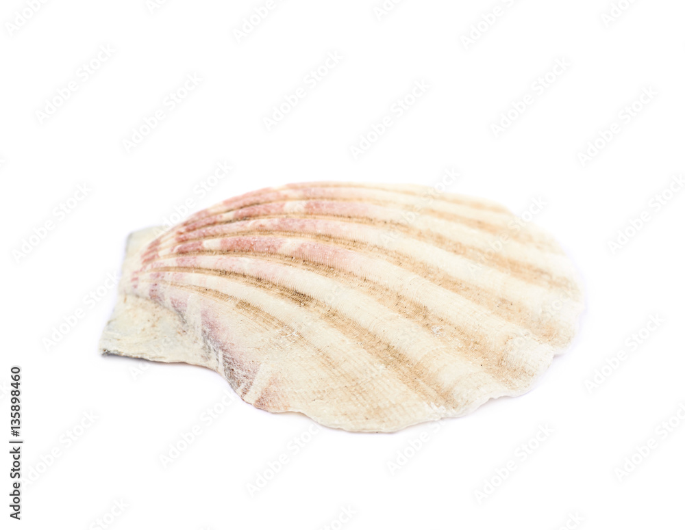 Sea shell isolated Sea shell isolated