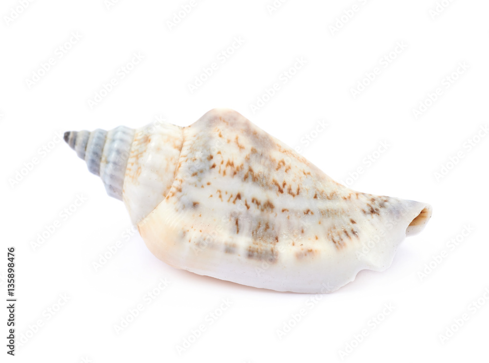 Sea shell isolated