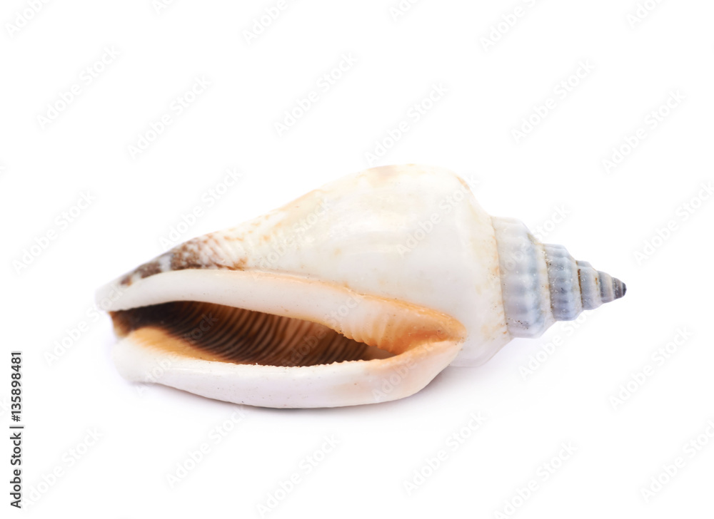Sea shell isolated Sea shell isolated