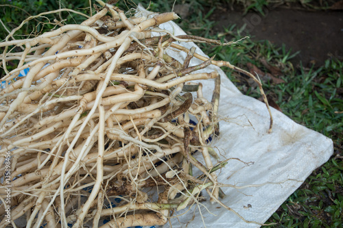Herb roots (washing roots)