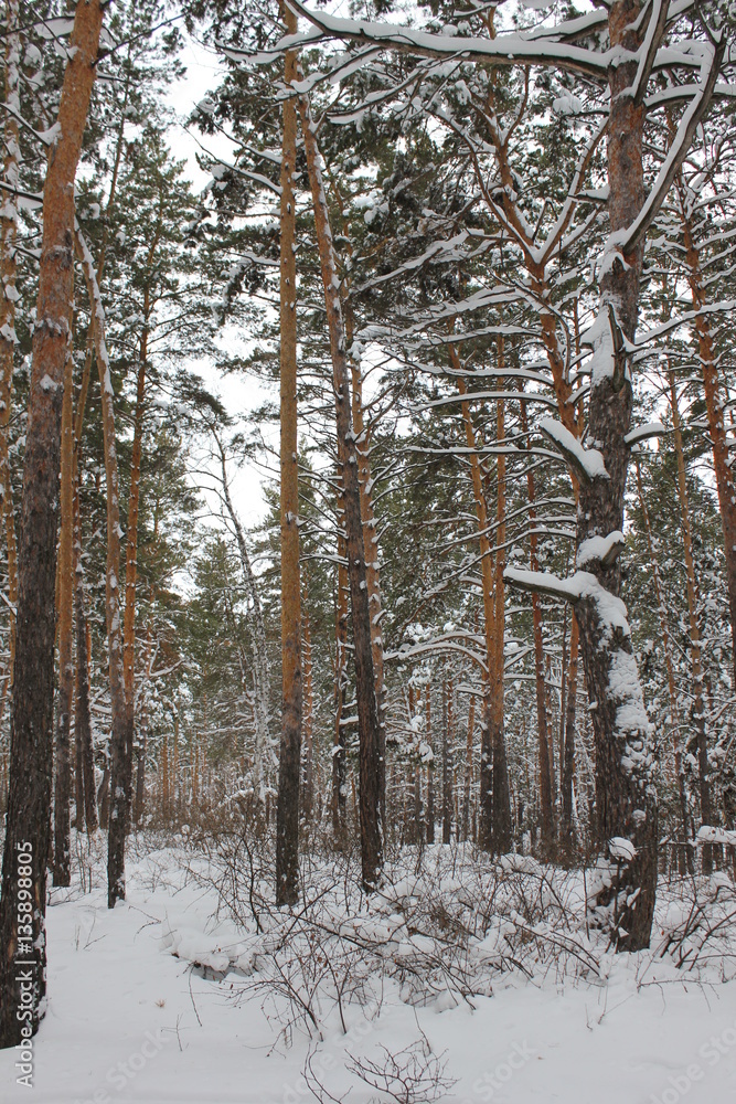 Beautiful winter landscape with snow covered trees 30054 Beautiful winter landscape with snow covered trees 30054
