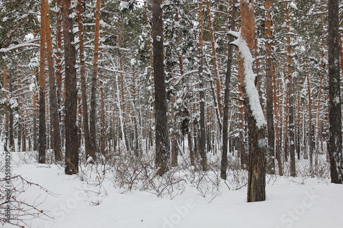 Beautiful winter landscape with snow covered trees 30072