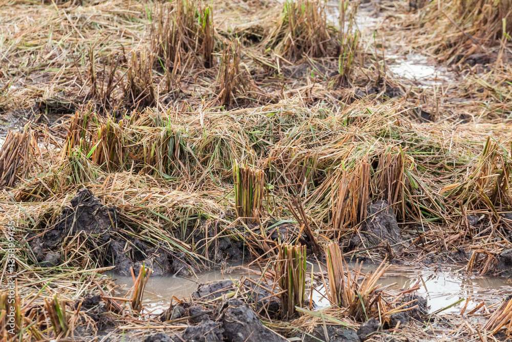 Harvested wet farm texture for blur background Harvested wet farm texture for blur background
