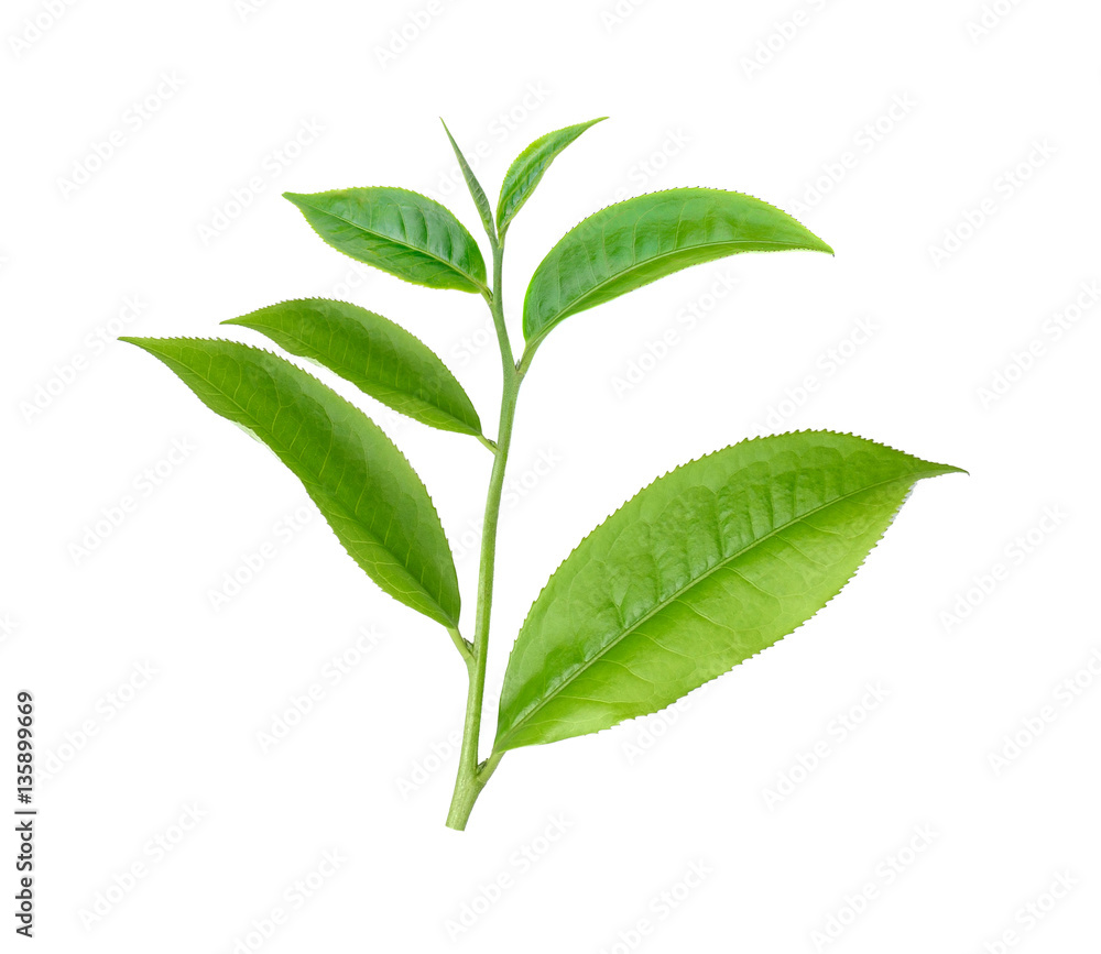 Fototapeta premium green tea leaf isolated on white background