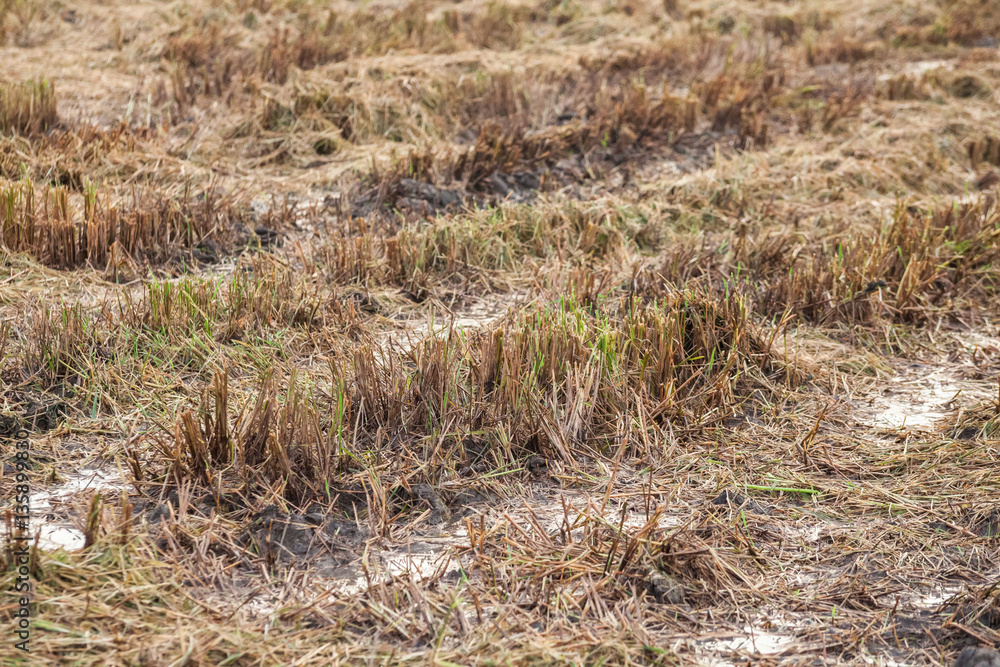 Harvested wet farm texture for blur background Harvested wet farm texture for blur background