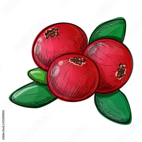 Colorful sketch style illustration of cranberry on a white background. Vector.