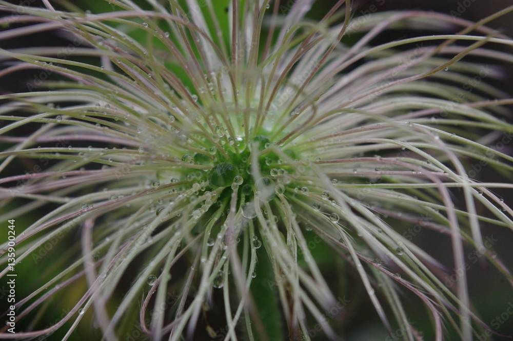 濡れた花 green flower with waterdrops