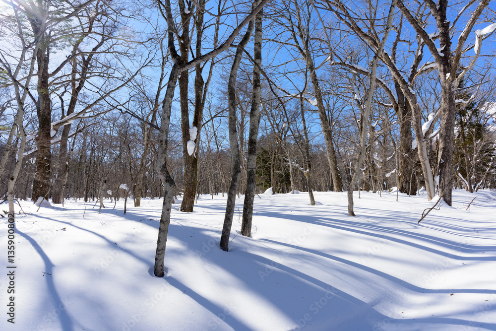 Fototapeta premium 雪の中、青空と太陽を背景に立つ落葉した広葉樹
