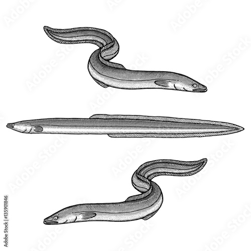 European Eel Illustration