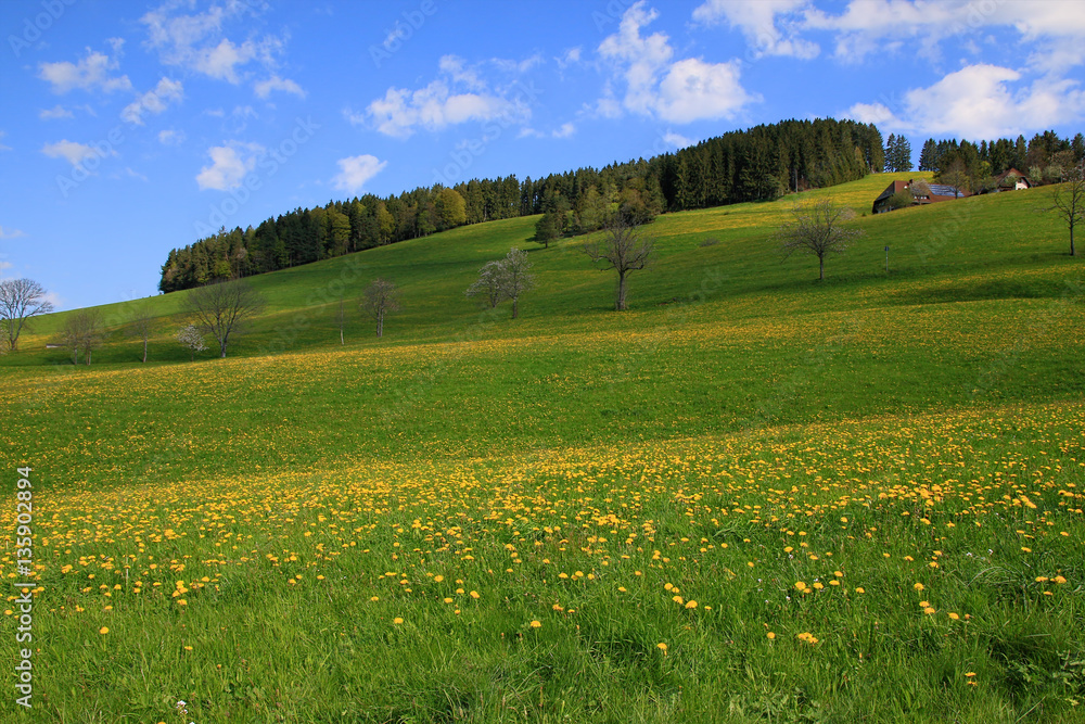 beautiful landscape in the Black Forest in Germany