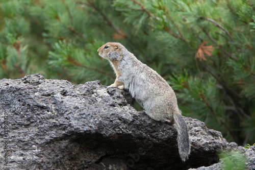 Arctic ground squirrel 