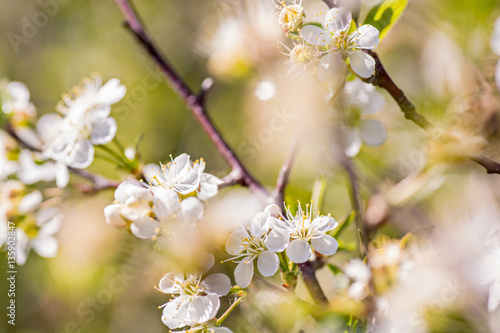 Flowers of cherry tree