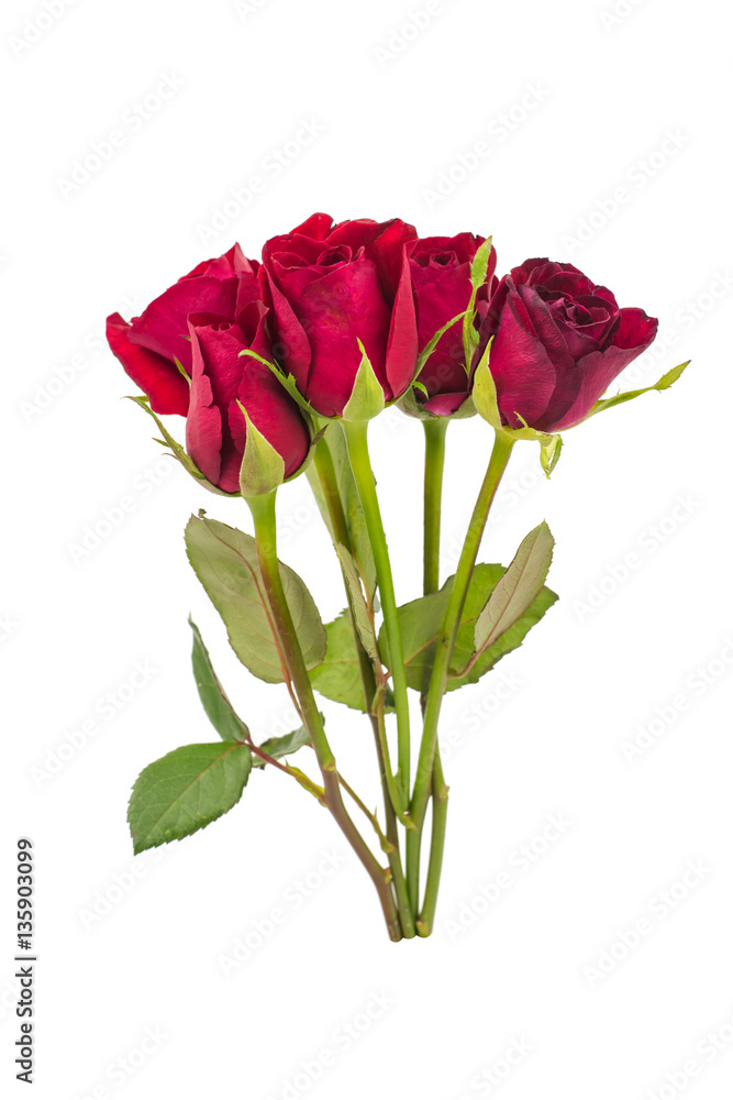 Obraz premium red rose isolated on white background