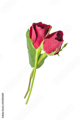 red rose isolated on white background