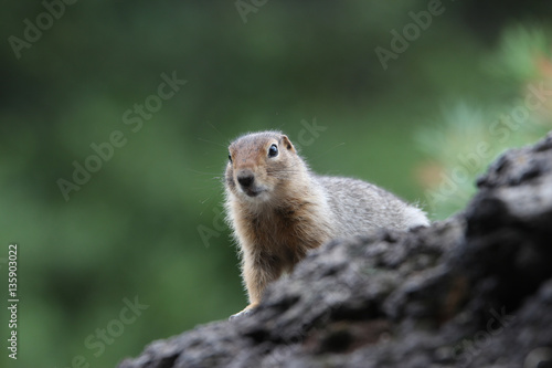 Arctic ground squirrel 