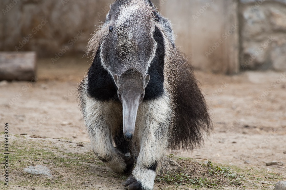 Fourmilier portant son petit sur son dos