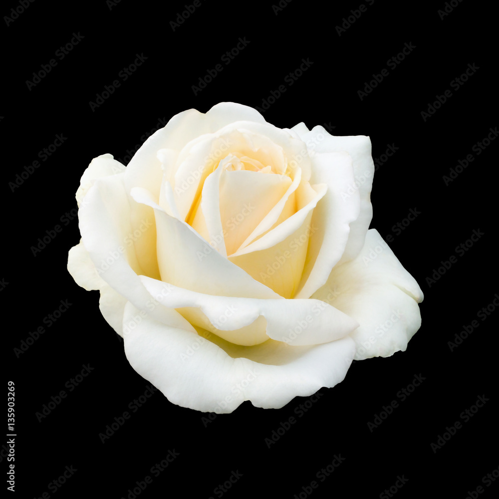 Naklejka premium beautiful white rose