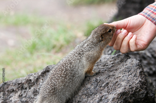 Arctic ground squirrel 