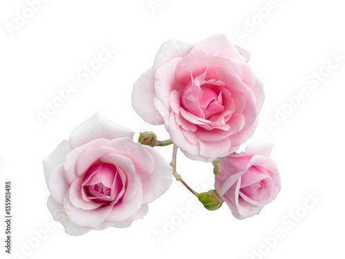Three beautiful pink roses