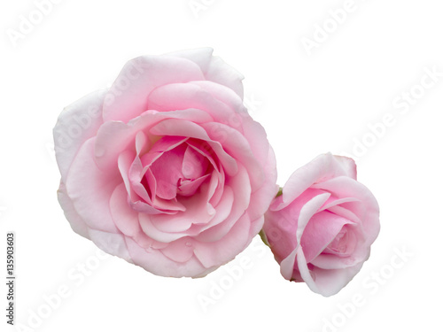 Two beautiful pink roses