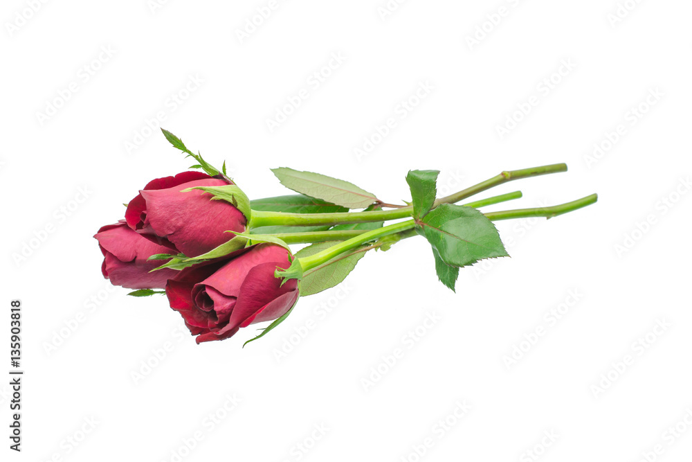 red rose isolated on white background red rose isolated on white background