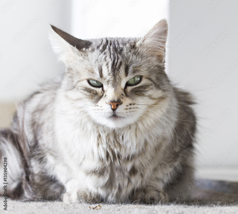 beauty silver cat of siberian breed lying in the garden