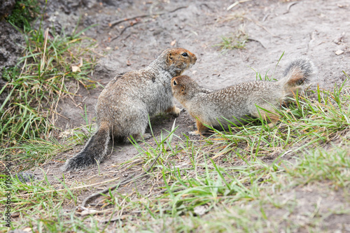 Arctic ground squirrel 