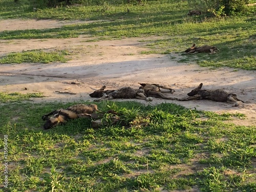 Group of wild dogs resting in Botswana © Sandra