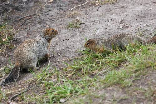 Arctic ground squirrel 