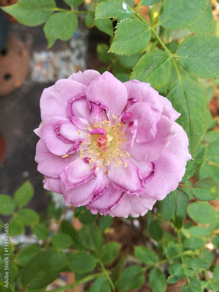 Obraz premium Violet rose