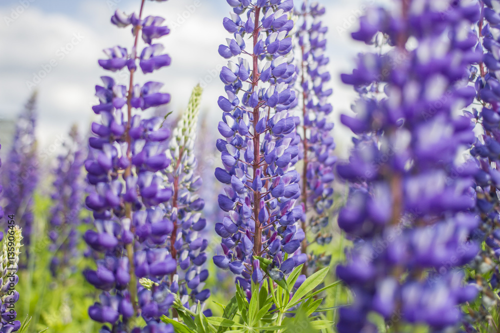 Fototapeta premium Hyacinth violet flowers