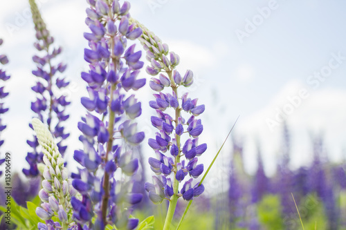 Fototapeta Naklejka Na Ścianę i Meble -  Iris violet flower