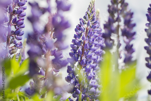 Fototapeta Naklejka Na Ścianę i Meble -  Violet flowers in summer