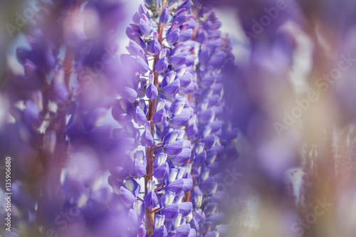 Fototapeta Naklejka Na Ścianę i Meble -  Iris violet flower in the field