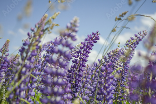 Fototapeta Naklejka Na Ścianę i Meble -  Hyacinth violet flowers