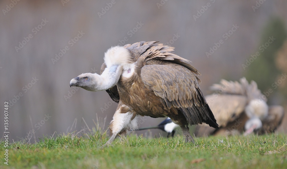 Griffon vulture in the meadow of Leon. Griffon vulture in the meadow of Leon.