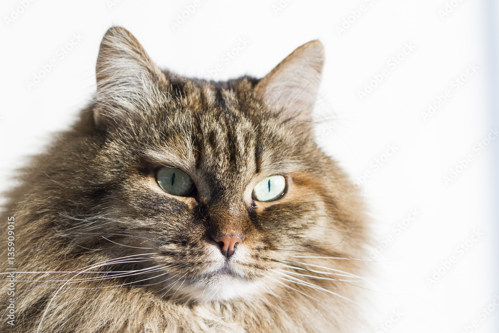 furry brown mackerel kitten in the garden, siberian cat female