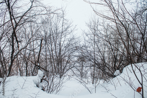 Winter forest in a cloudy day snow