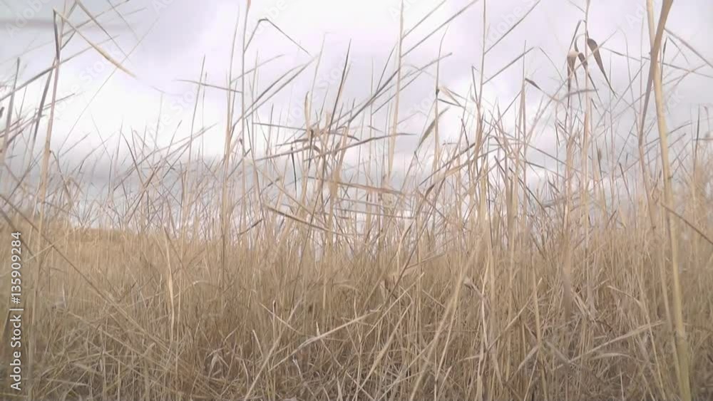 a young boy runs through the reeds away a young boy runs through the reeds away