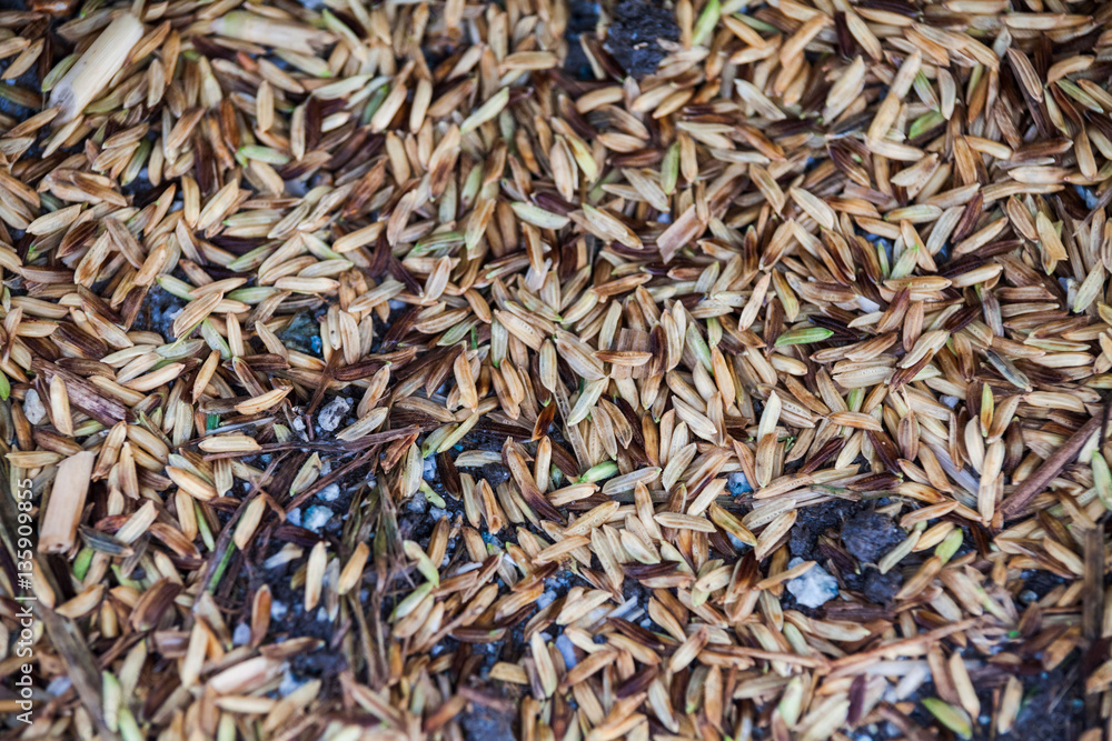 Close up view of rice texture on ground before peeling and polishing