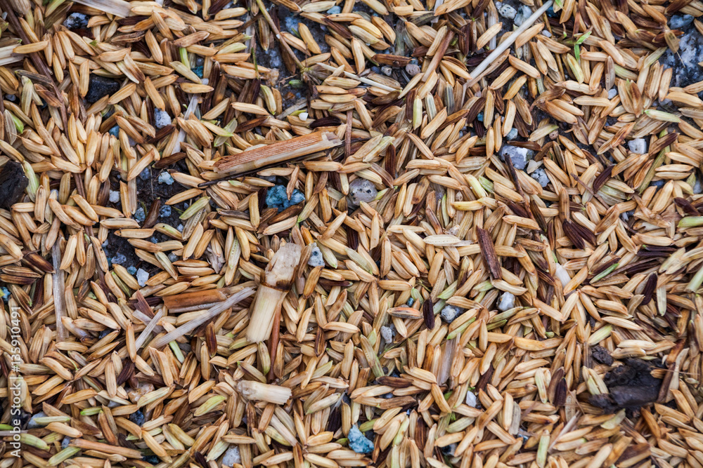 Close up view of rice texture on ground before peeling and polishing