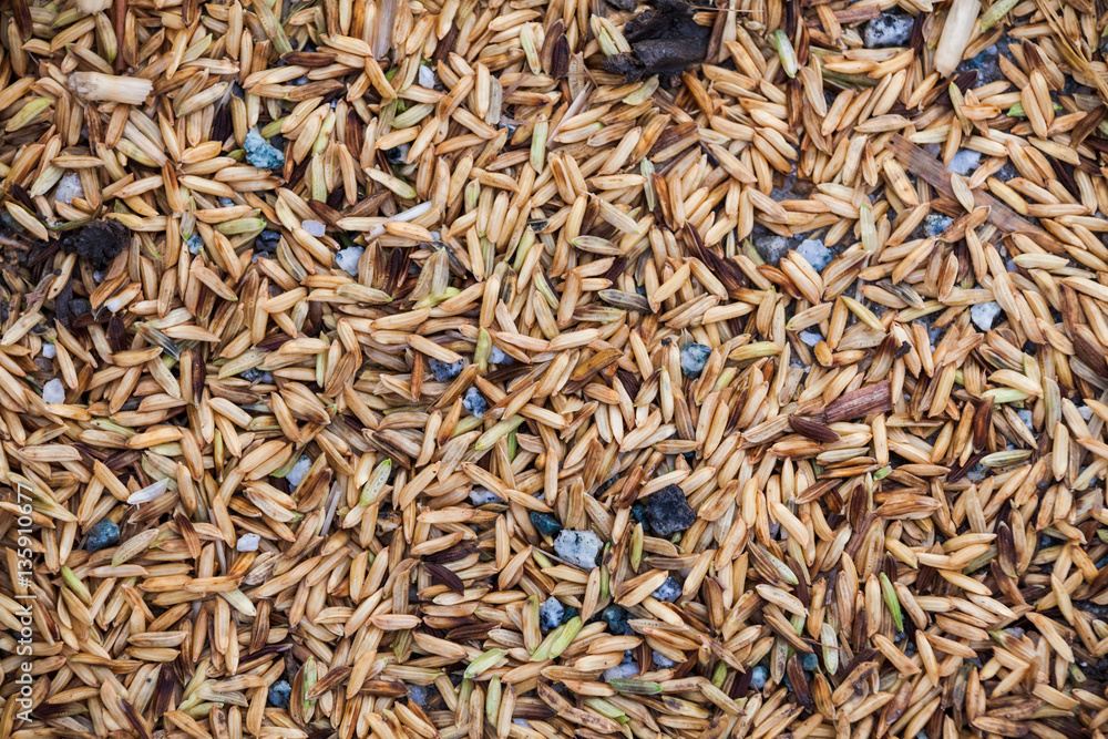 Close up view of rice texture on ground before peeling and polishing