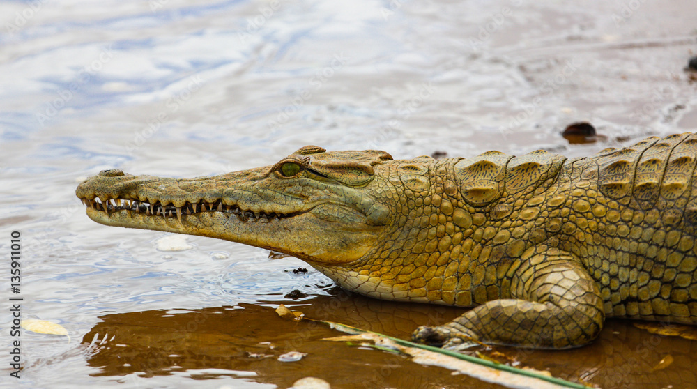 Fototapeta premium Crocodile in Tsavo East National Park. Kenya.