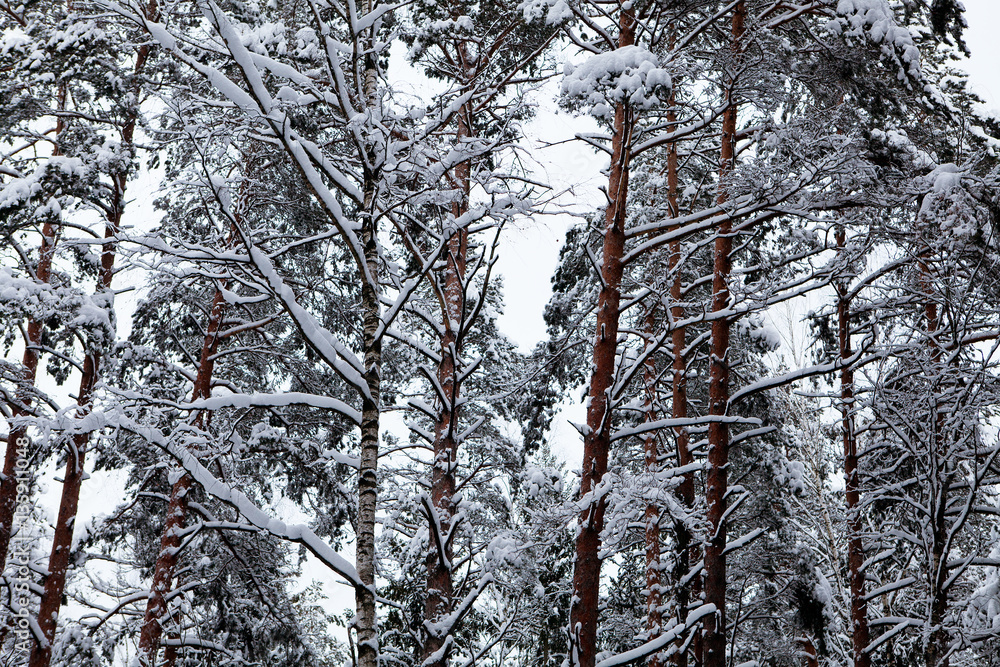 winter in russian forest, trees under the snow winter in russian forest, trees under the snow