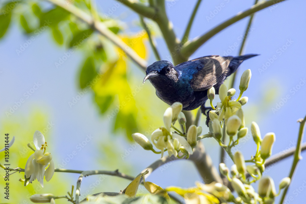 Obraz premium Image of a bird (purple sunbird). Wild Animals.