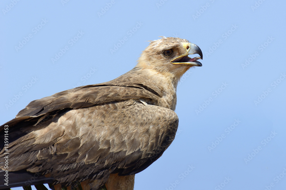 Tawny eagle (Aquila rapax) Tawny eagle (Aquila rapax)