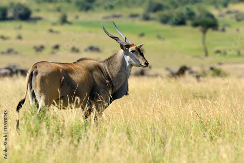 Greater kudu (Tragelaphus strepsiceros) © byrdyak