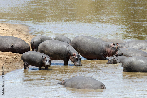 Hippo family (Hippopotamus amphibius)