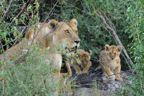 Lion in National park of Kenya