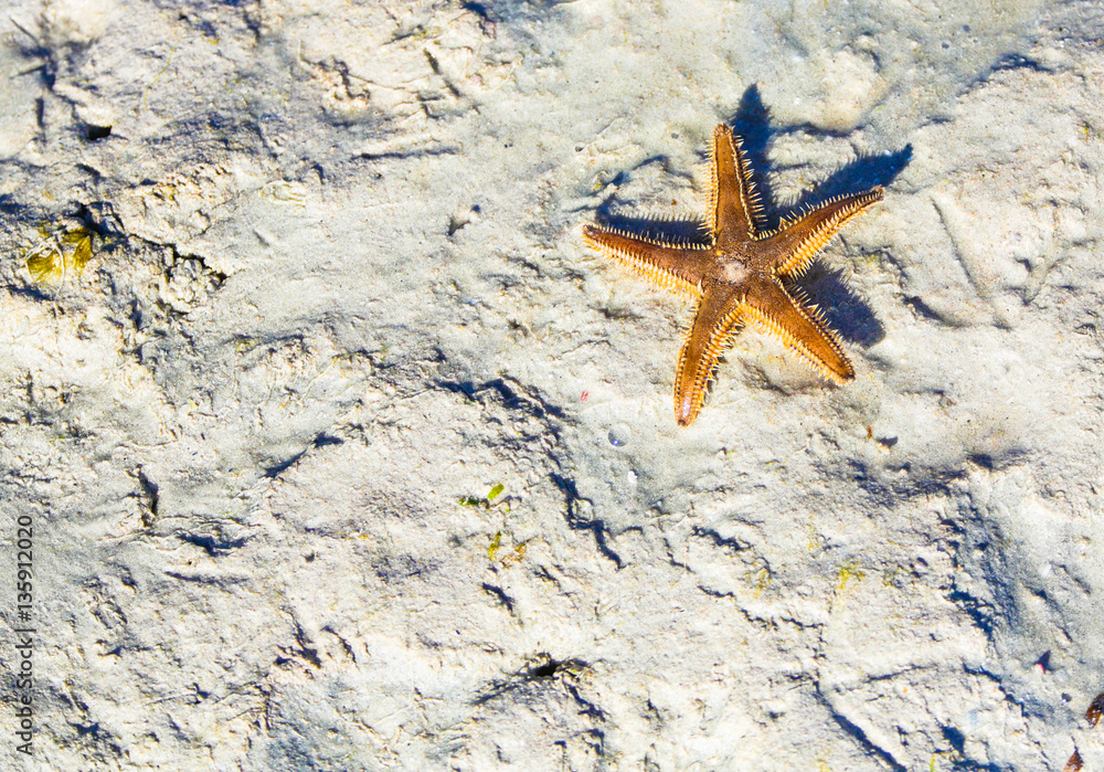 Starfish on beach. Watamu, |Kenya.